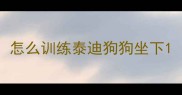 怎么训练泰迪狗狗坐下