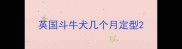 英国斗牛犬几个月定型