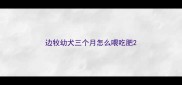 边牧幼犬三个月怎么喂吃肥