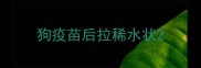 狗疫苗后拉稀水状