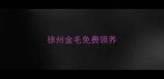 徐州金毛免费领养