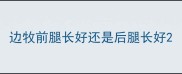 边牧前腿长好还是后腿长好