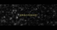 边牧多大毛发长好