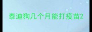 泰迪狗几个月能打疫苗