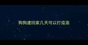 狗狗逮回家几天可以打疫苗