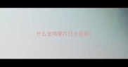 什么宠物要打狂犬疫苗