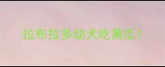 拉布拉多幼犬吃黄瓜