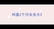 柯基2个月长多大