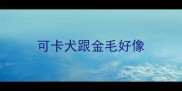可卡犬跟金毛好像