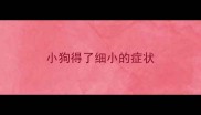 小狗得了细小的症状