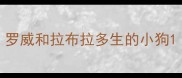 罗威和拉布拉多生的小狗