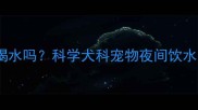 哈士奇晚上需要喝水吗科学犬科宠物夜间饮水习惯及健康指南