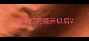 猫咪打完疫苗以后