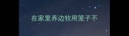 在家里养边牧用笼子不