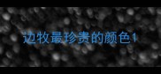 边牧最珍贵的颜色