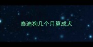 泰迪狗几个月算成犬