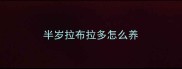 半岁拉布拉多怎么养