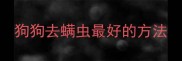 狗狗去螨虫最好的方法