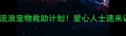 临汾免费领养流浪宠物救助计划爱心人士速来认领毛孩子