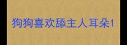 狗狗喜欢舔主人耳朵