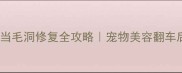 金毛修剪不当毛洞修复全攻略宠物美容翻车后如何自救