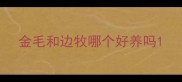 金毛和边牧哪个好养吗