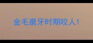 金毛磨牙时期咬人