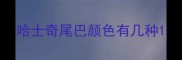 哈士奇尾巴颜色有几种