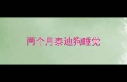两个月泰迪狗睡觉