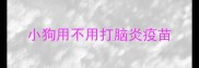 小狗用不用打脑炎疫苗