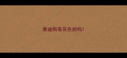 泰迪狗有灰色的吗