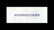 幼犬边牧吃自己的便便