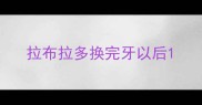 拉布拉多换完牙以后