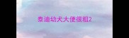 泰迪幼犬大便很粗