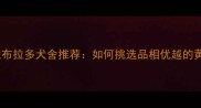 口碑最佳拉布拉多犬舍推荐如何挑选品相优越的黄金猎犬