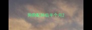 狗狗配种后半个月