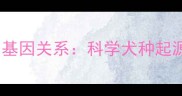 哈士奇与狼的基因关系科学犬种起源与驯化真相