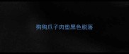 狗狗爪子肉垫黑色脱落