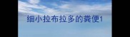 细小拉布拉多的粪便