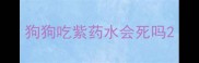 狗狗吃紫药水会死吗