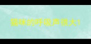 猫咪的呼吸声很大