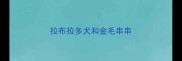 拉布拉多犬和金毛串串
