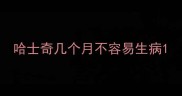 哈士奇几个月不容易生病