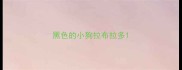黑色的小狗拉布拉多