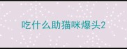 吃什么助猫咪爆头