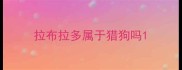 拉布拉多属于猎狗吗