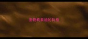 宠物狗泰迪的价格