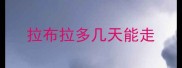 拉布拉多几天能走