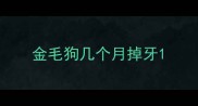 金毛狗几个月掉牙