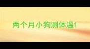两个月小狗测体温